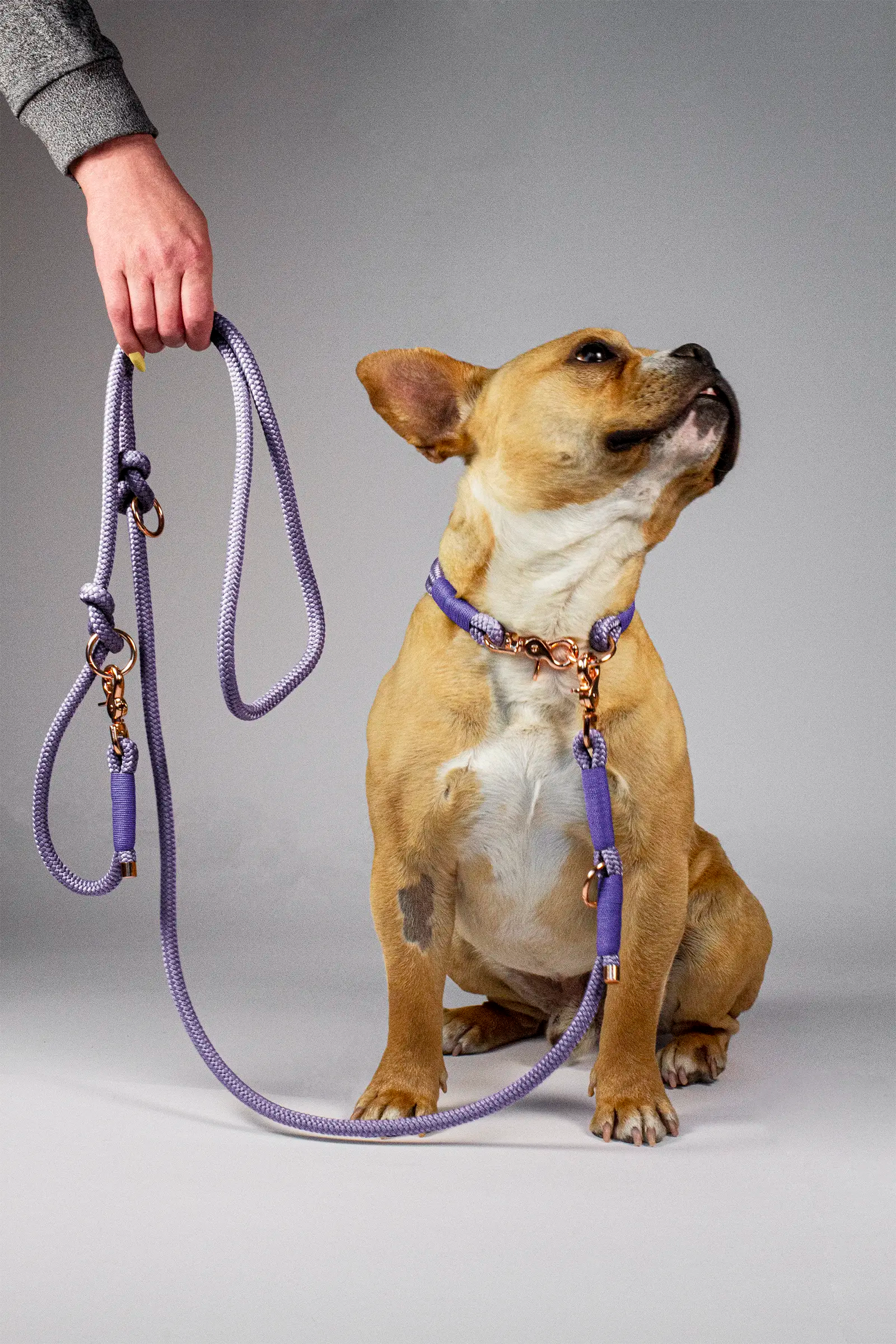 Tau Hundeleine · Flieder × Lila