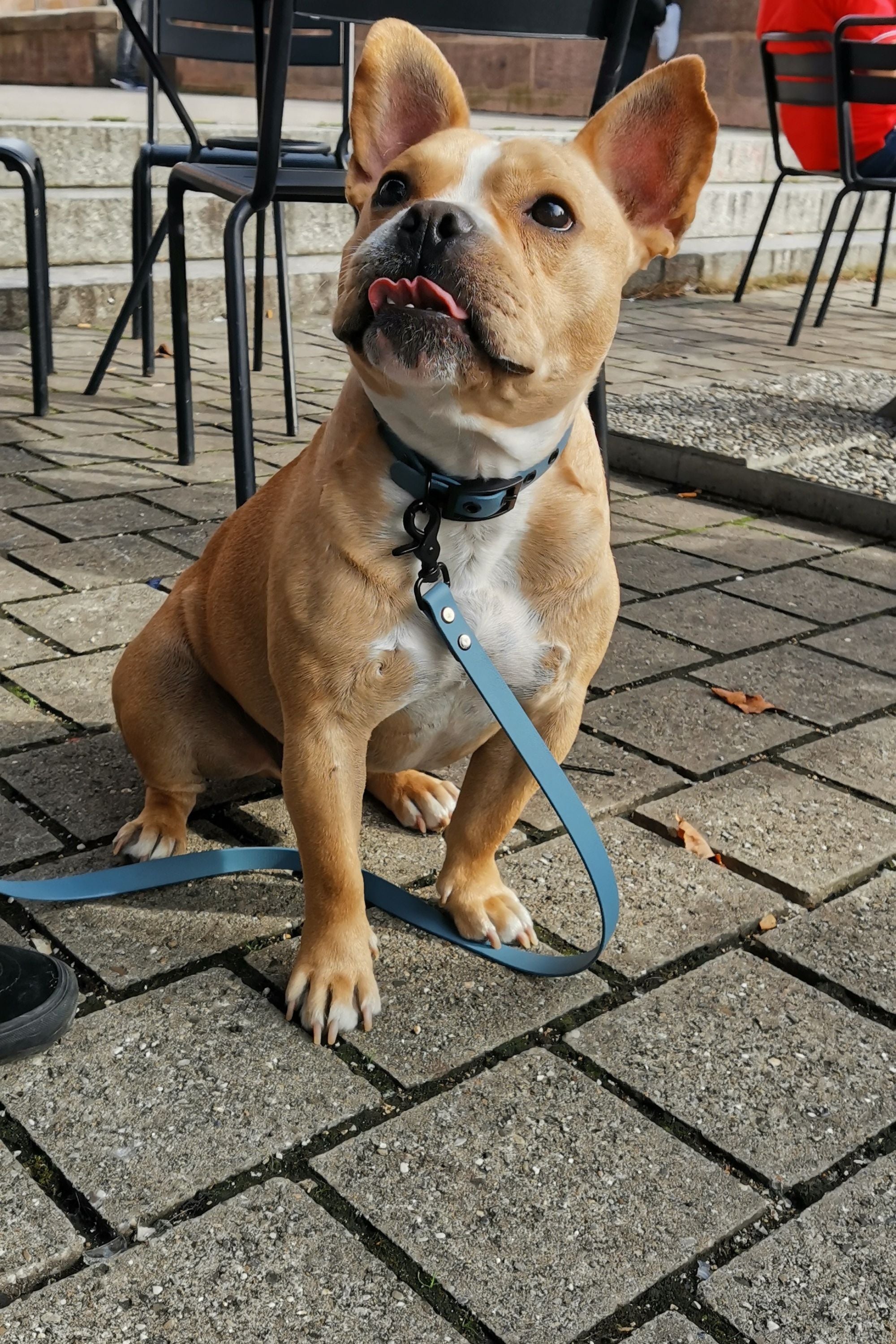 BioThane® Hundeleine · Petrol