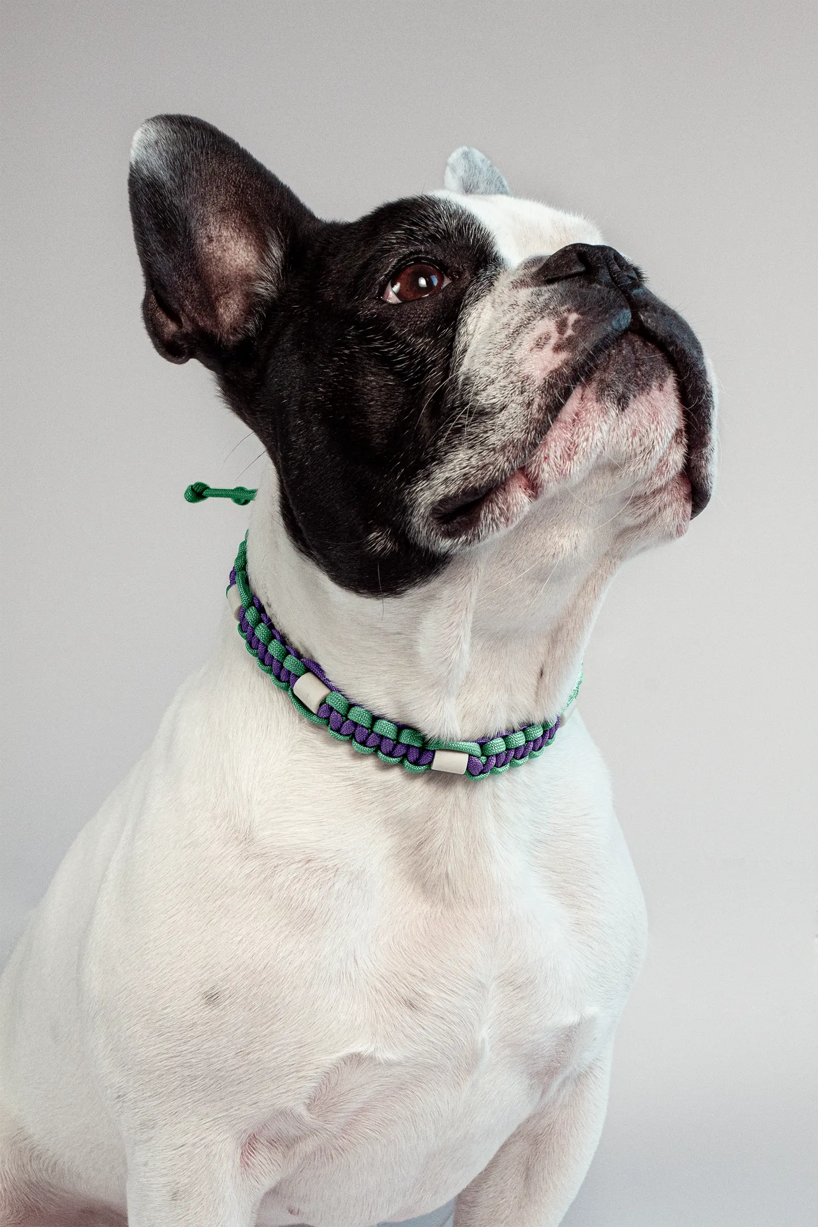 Zeckenhalsband mit EM-Keramik · Lilac × Dewdrop