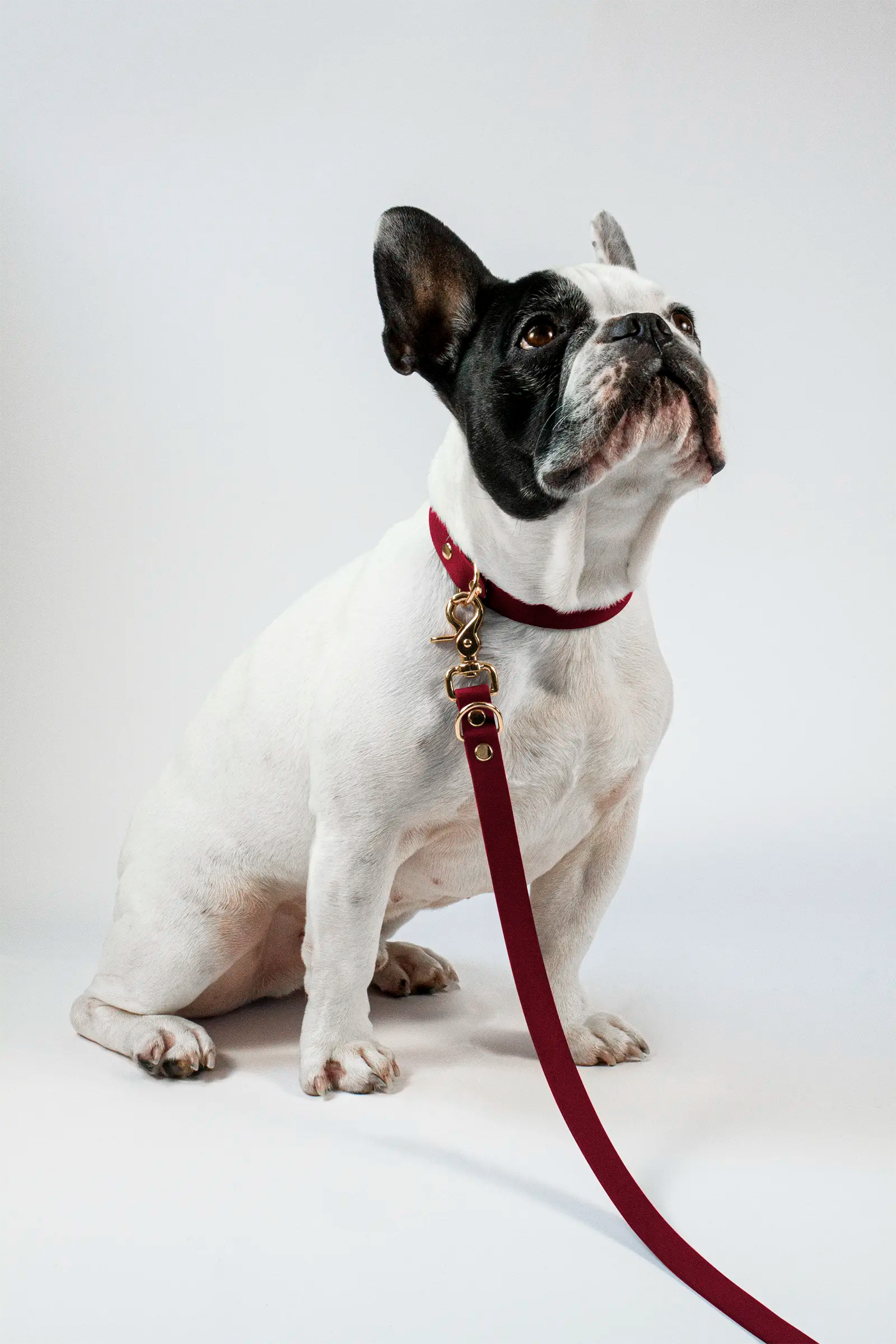 BioThane® Hundeleine · Weinrot