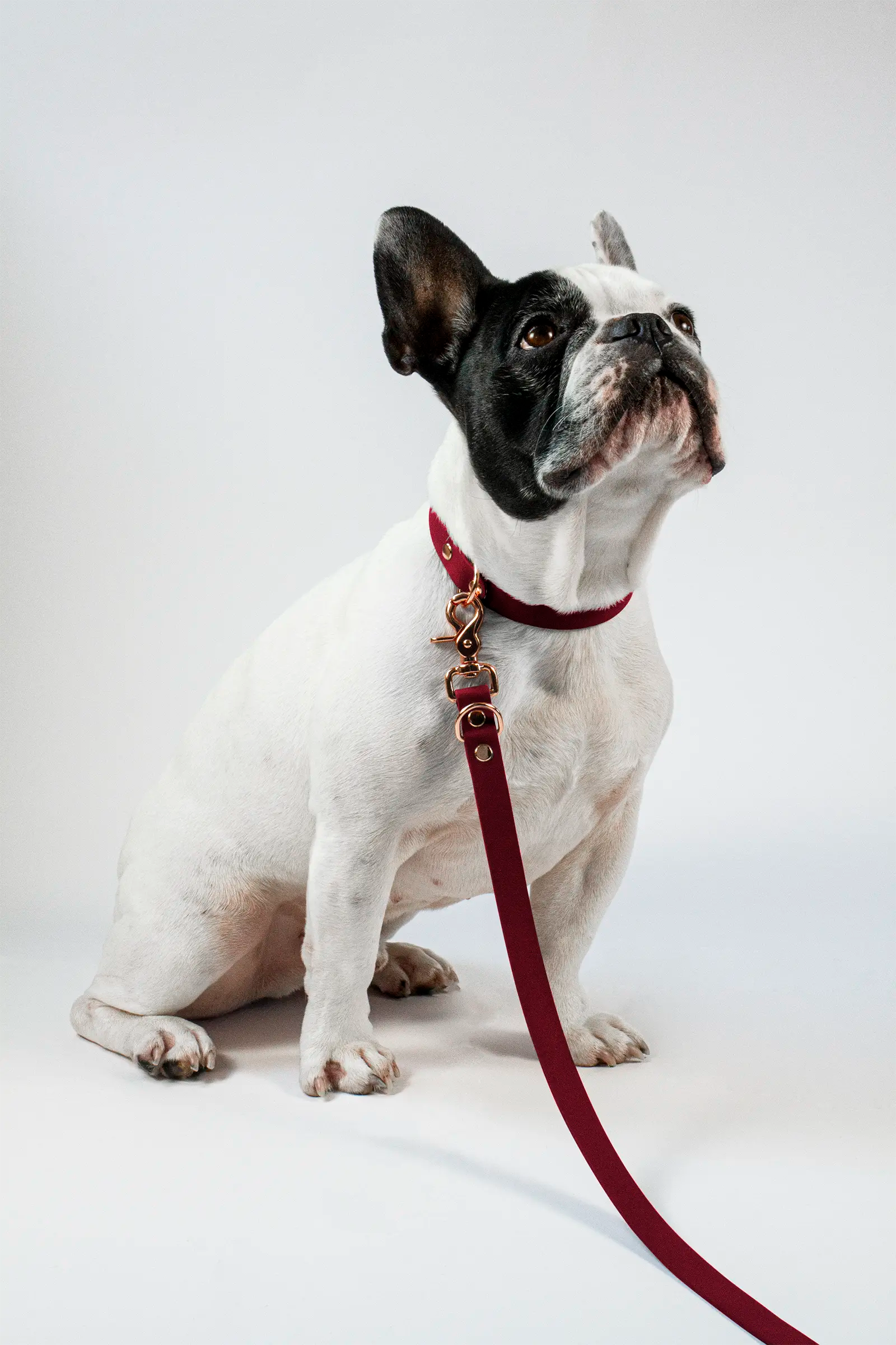 BioThane® Hundeleine · Weinrot