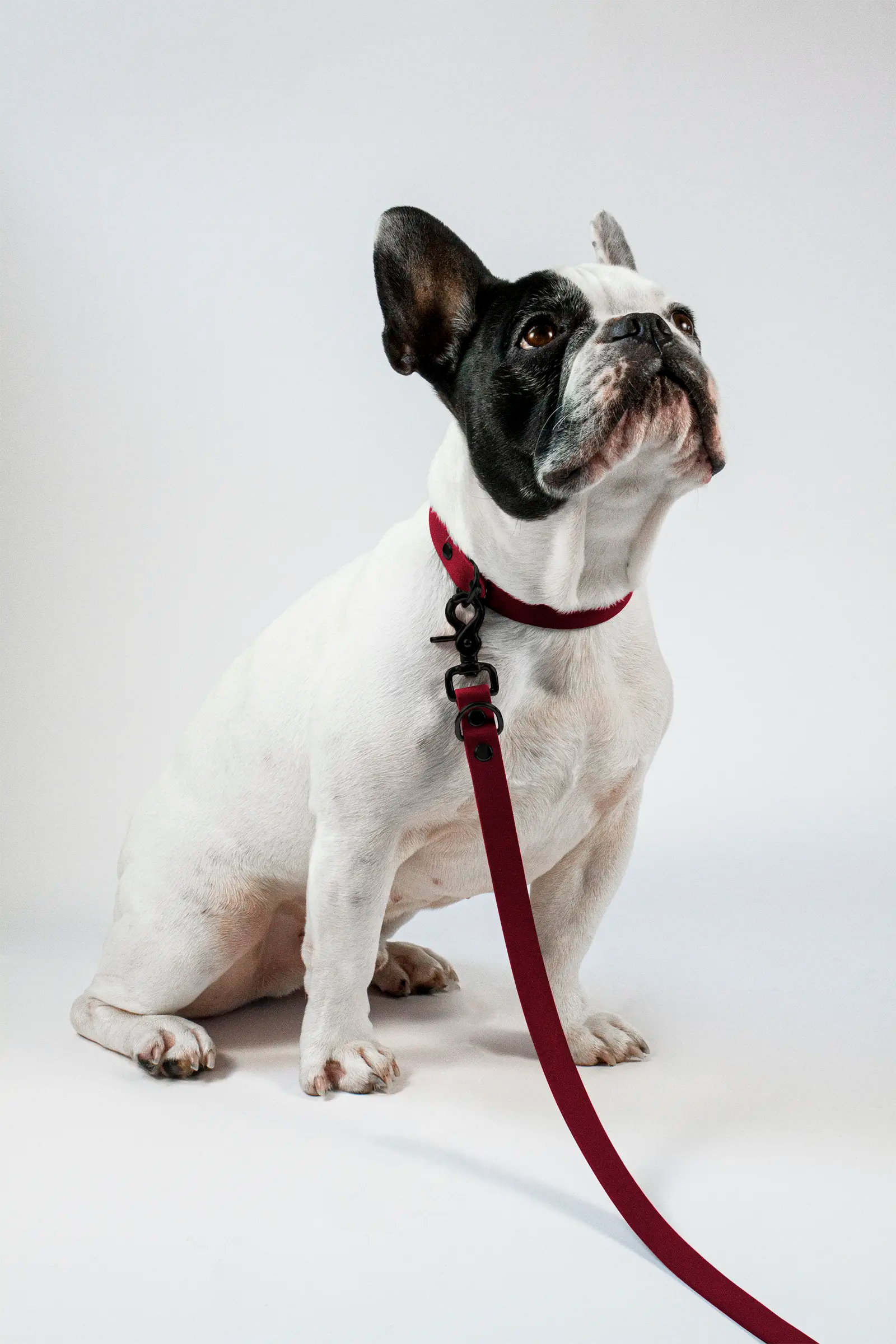 BioThane® Hundeleine · Weinrot