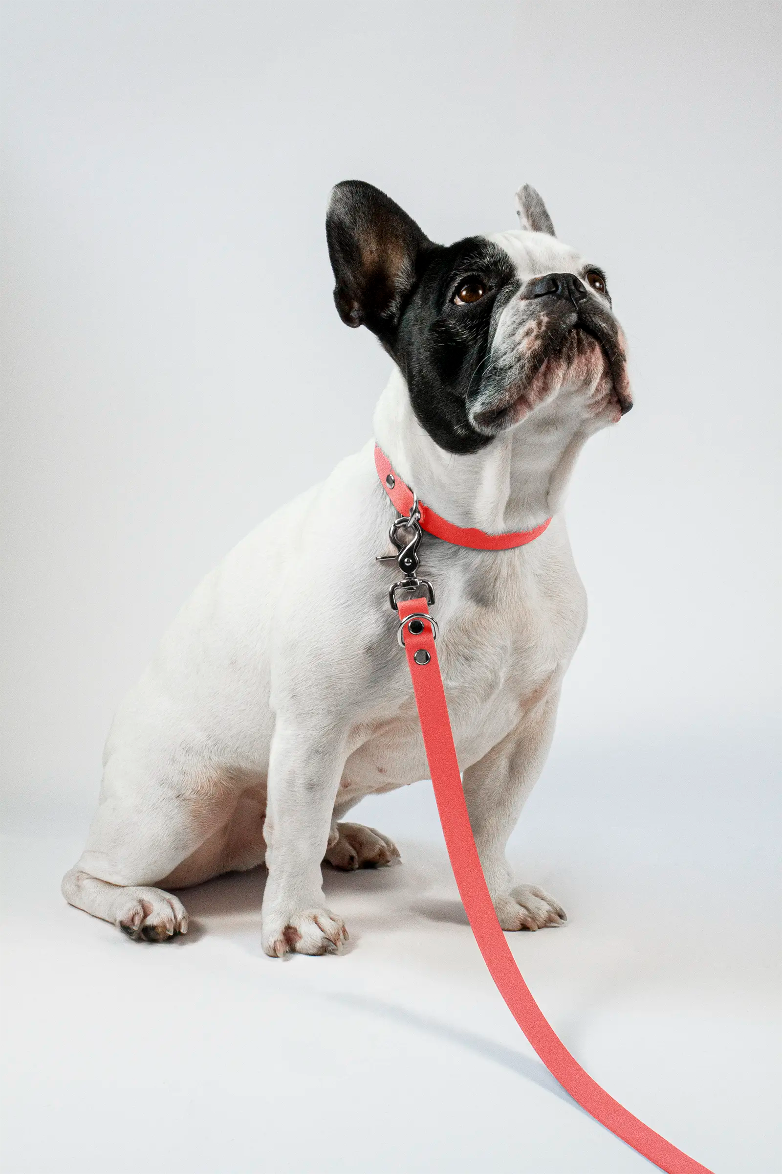 BioThane® Hundeleine · Coral