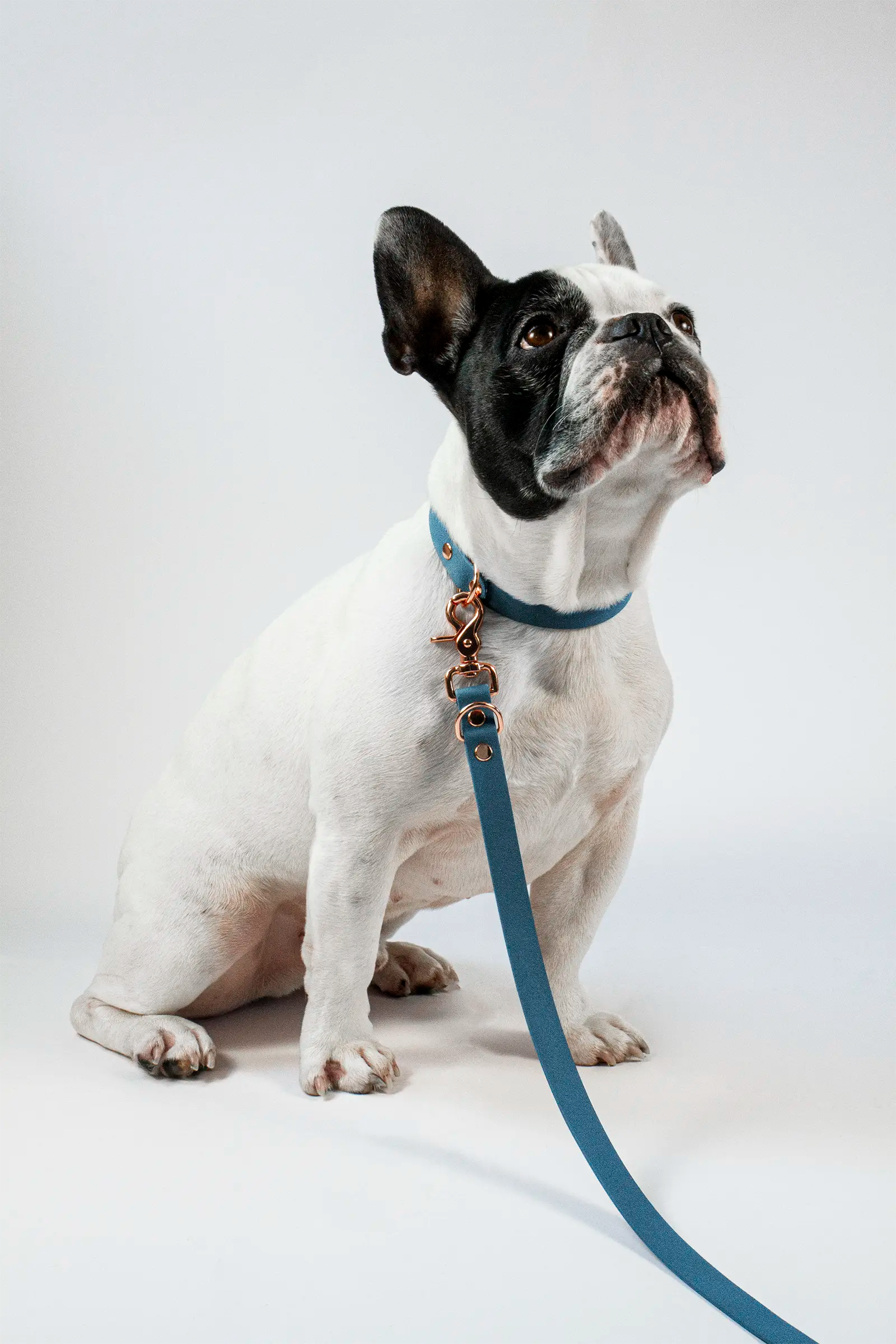 BioThane® Hundeleine · Petrol