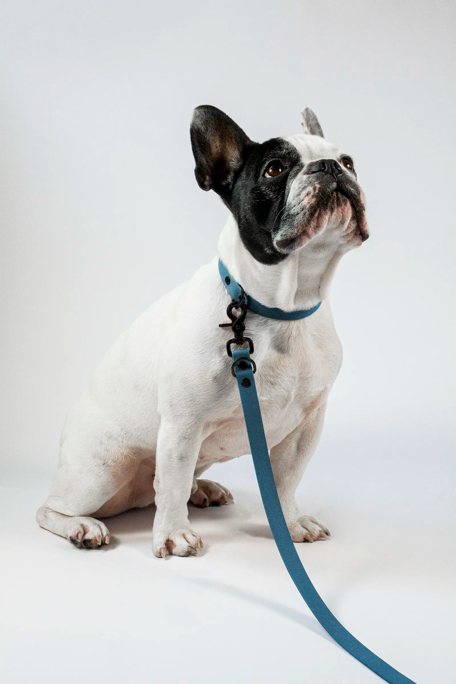 BioThane® Hundeleine · Petrol