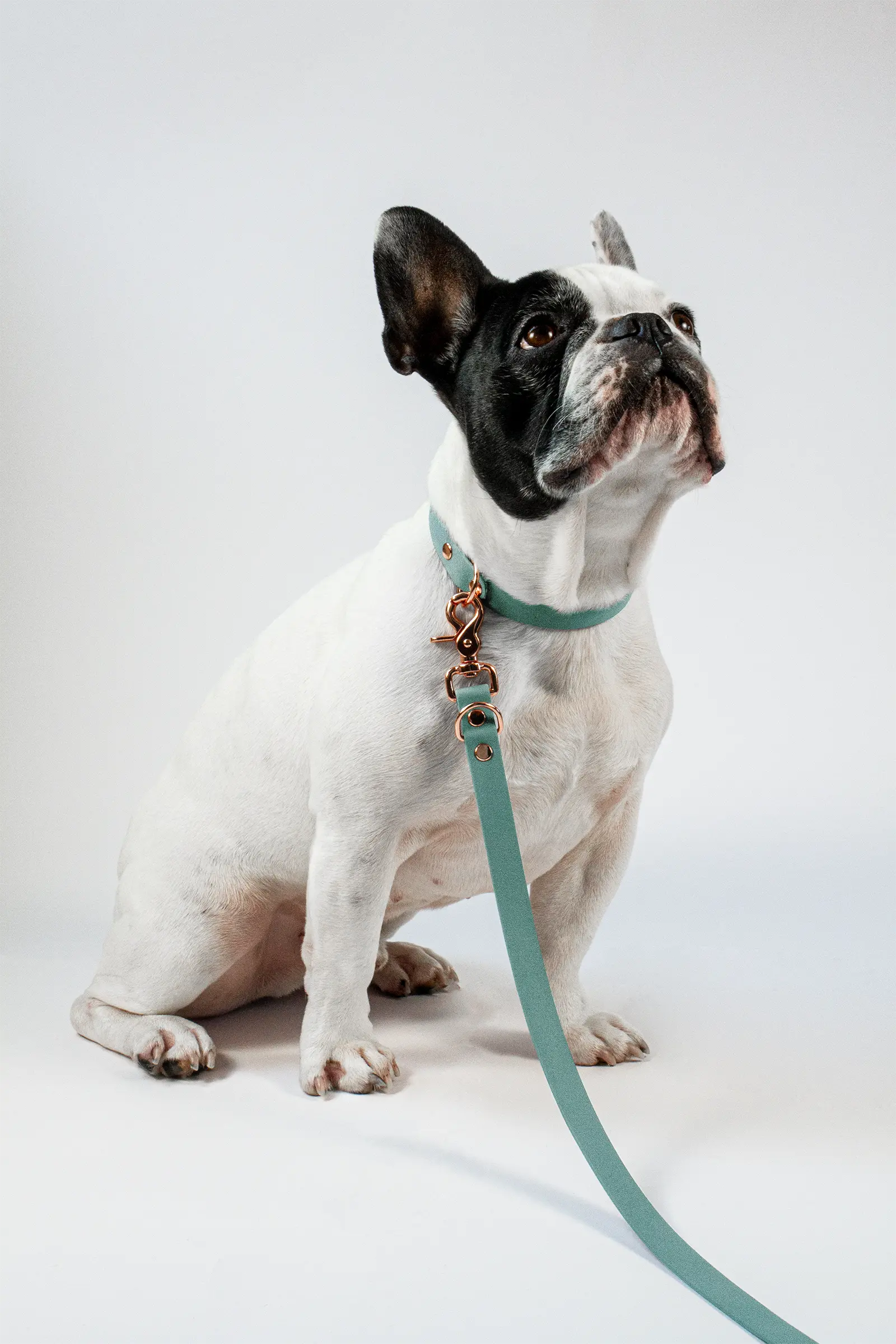 BioThane® Hundeleine · Sage Grün