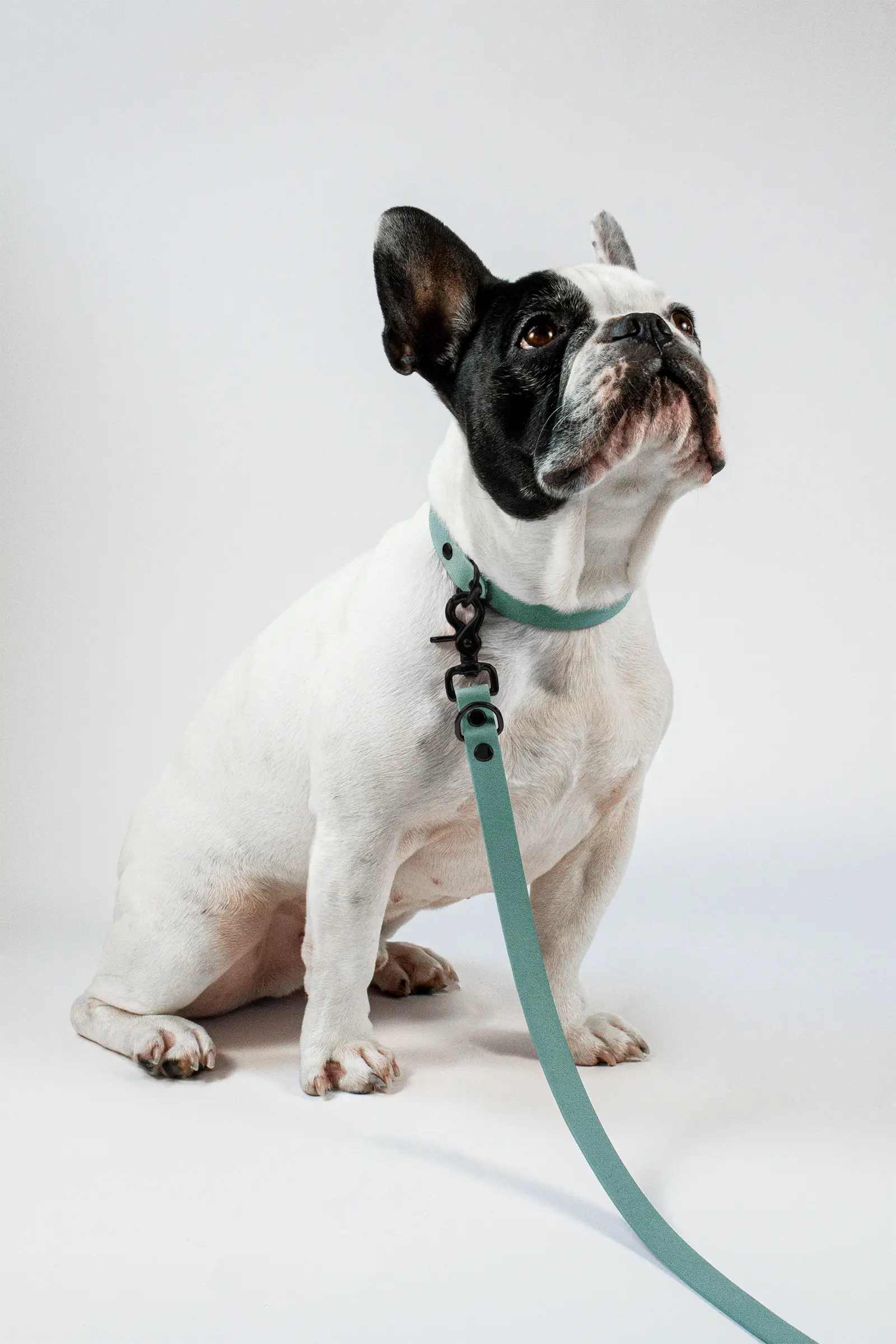 BioThane® Hundeleine · Sage Grün