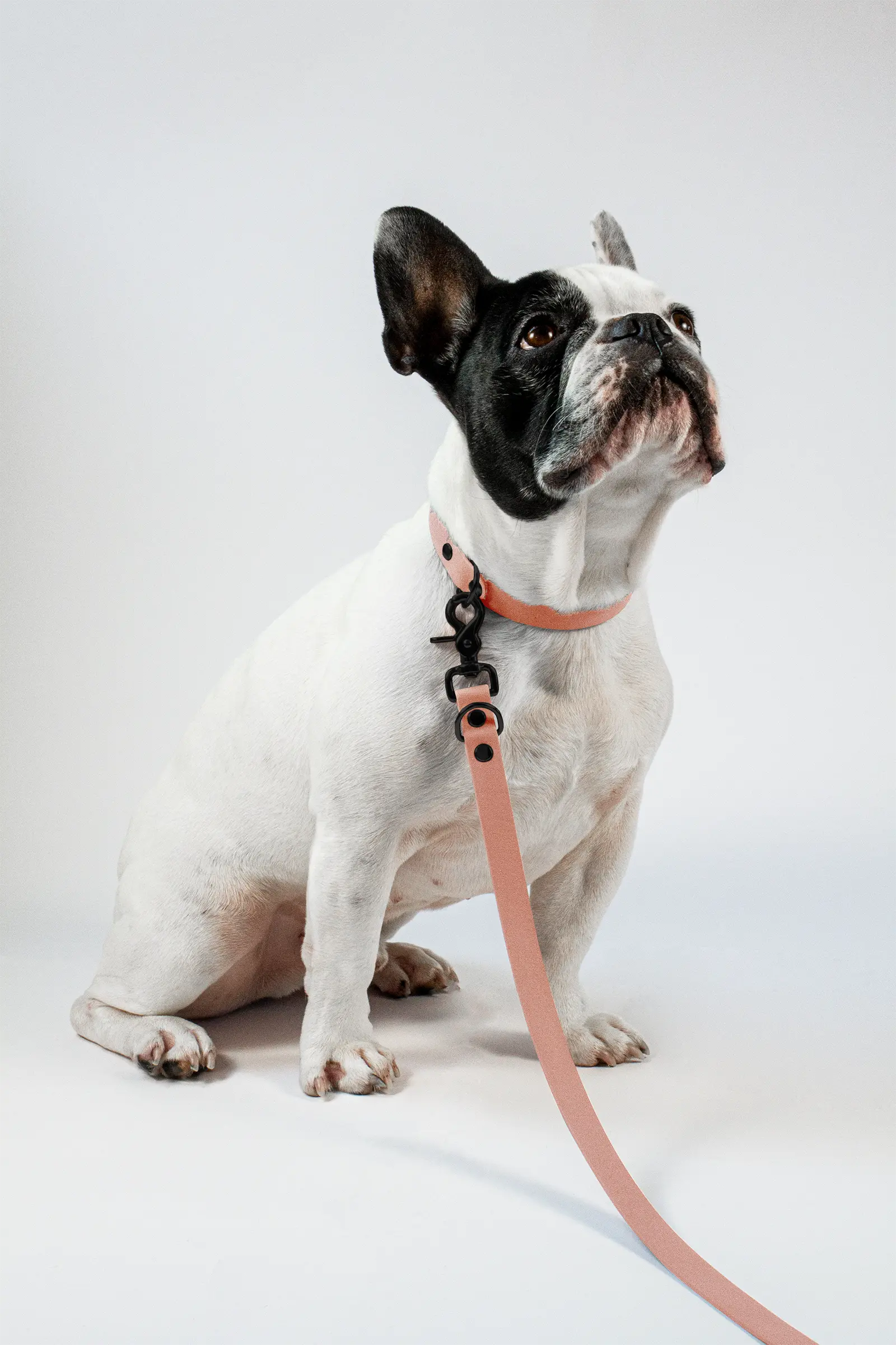 BioThane® Hundeleine · Golden Copper