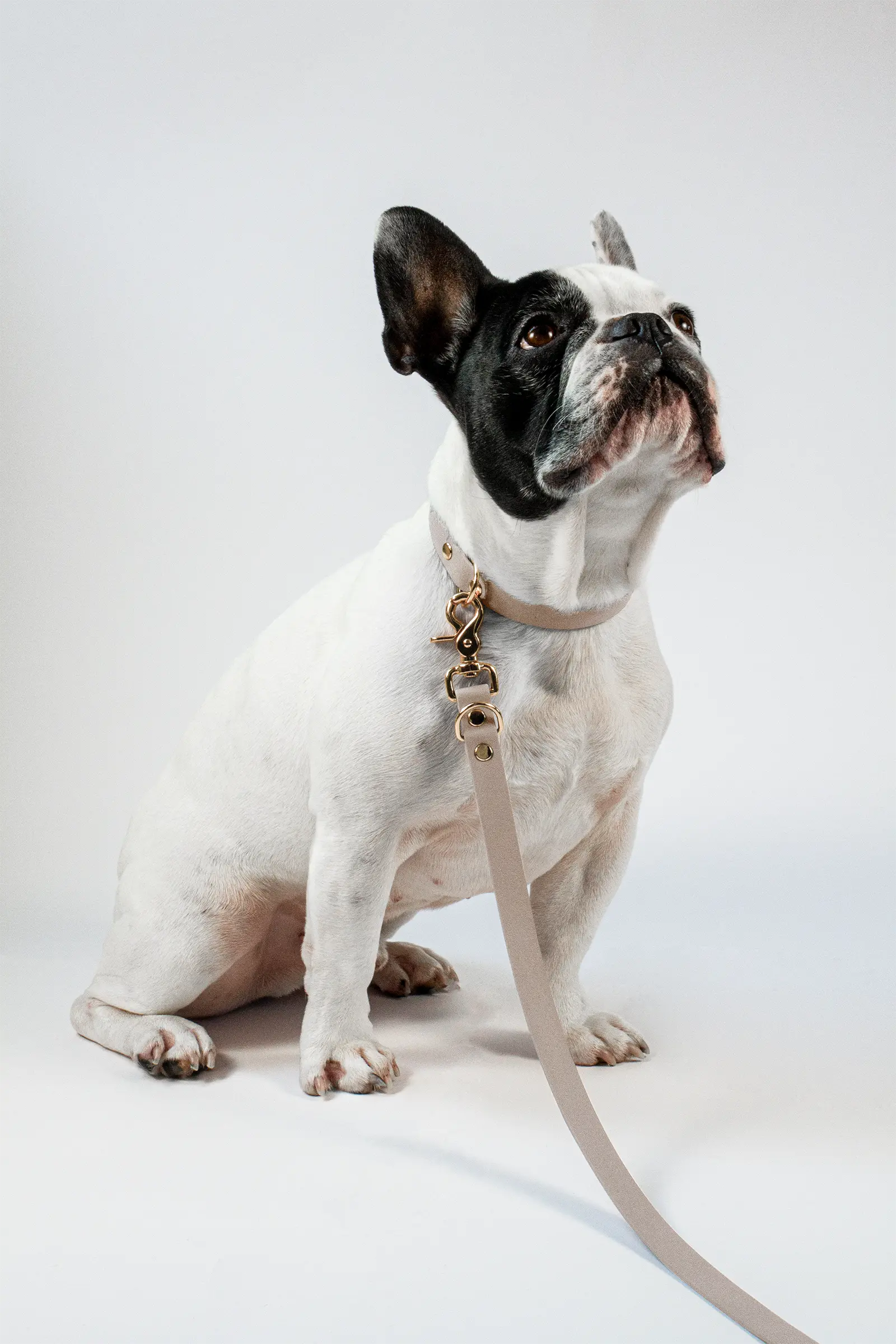 BioThane® Hundeleine · Powder Tan