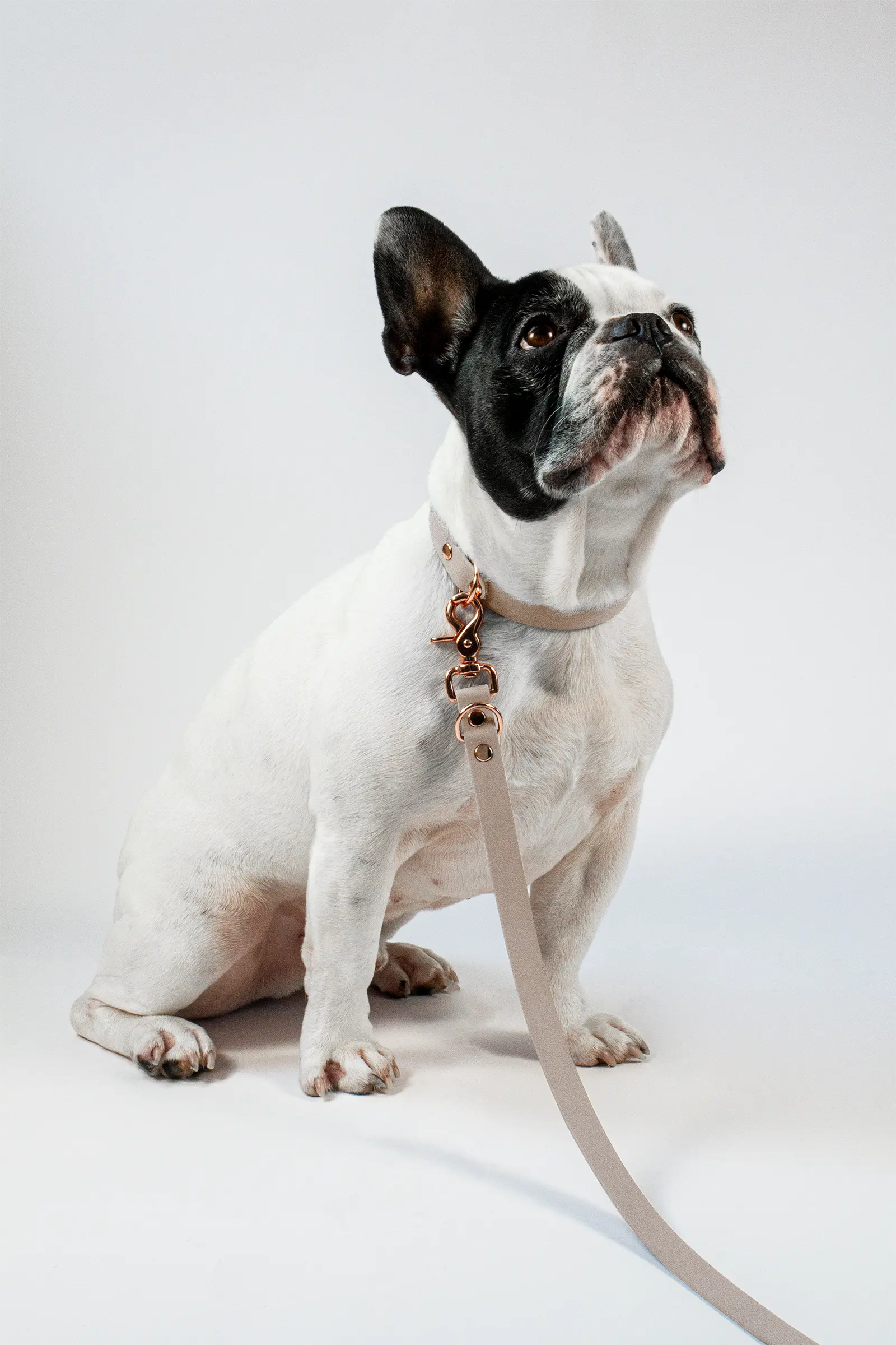 BioThane® Hundeleine · Powder Tan