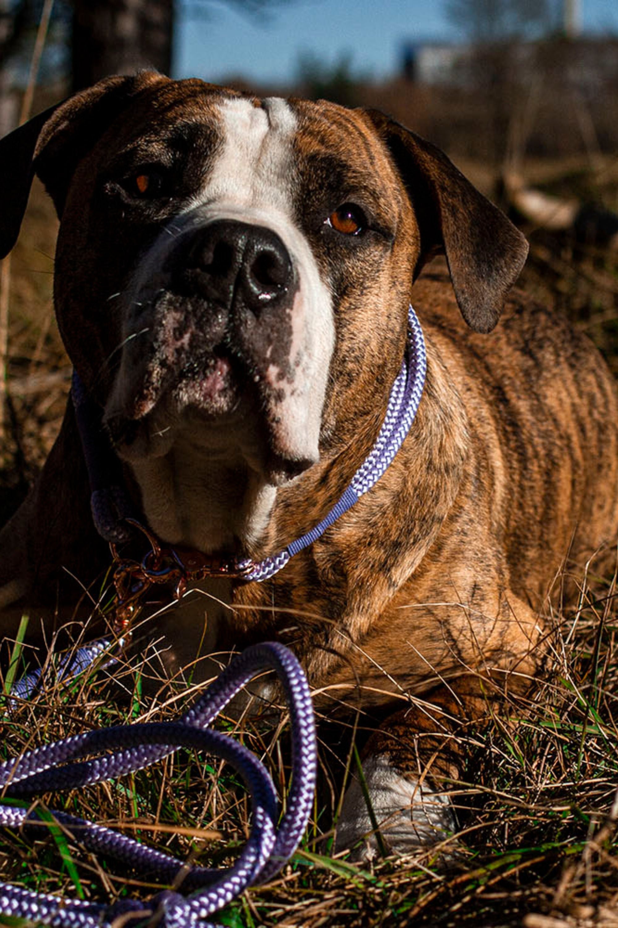 Tau Hundeleine · Flieder × Lila