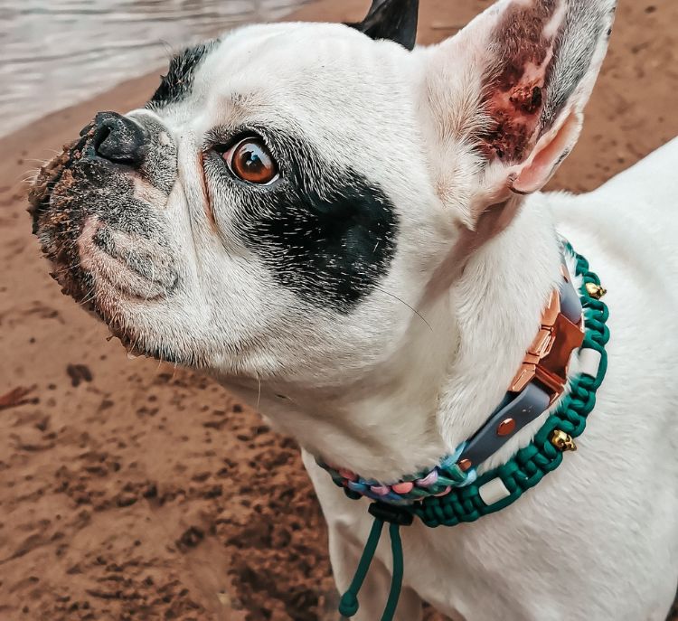 Französische Bulldoge am Strand trägt ein Zeckenhalsband in Alpingrün und ein Biothane-Paracord-Halsband